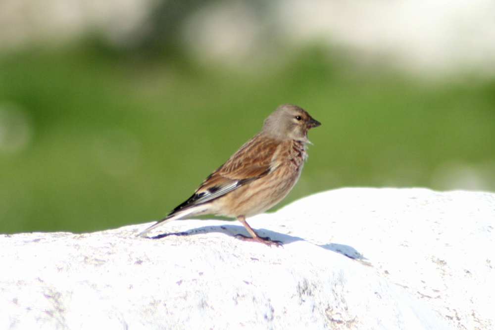Linnet
