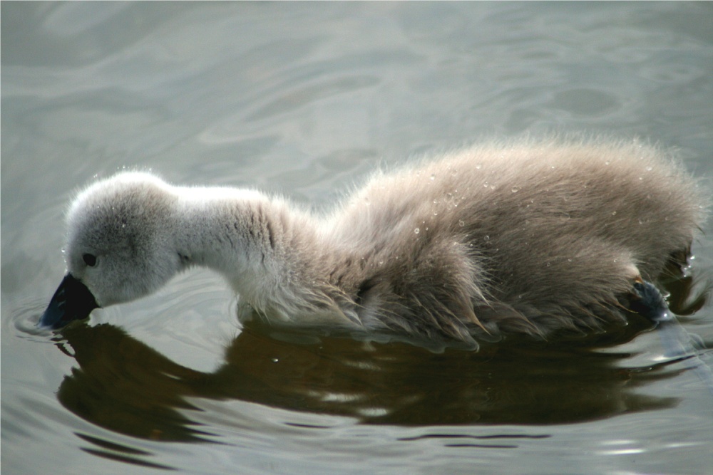 Mute Swan Cygnet.