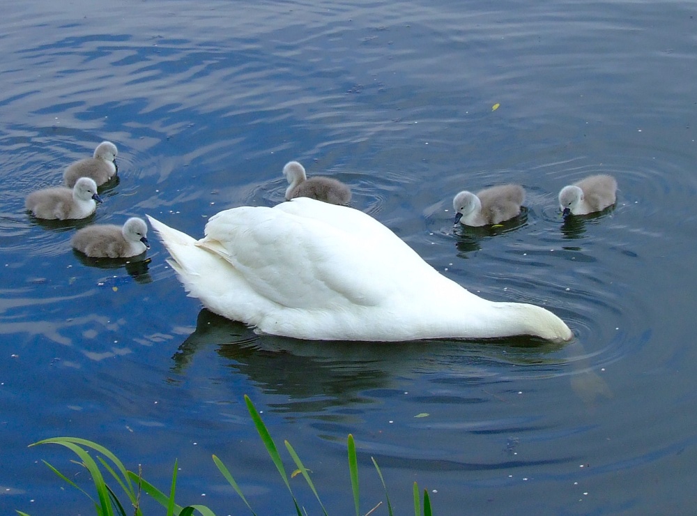 Kings Mill reservoir