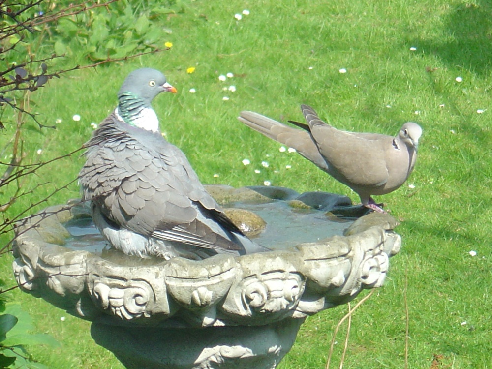 Wood Pigeon and Collar Dove in a Gravesend Garden