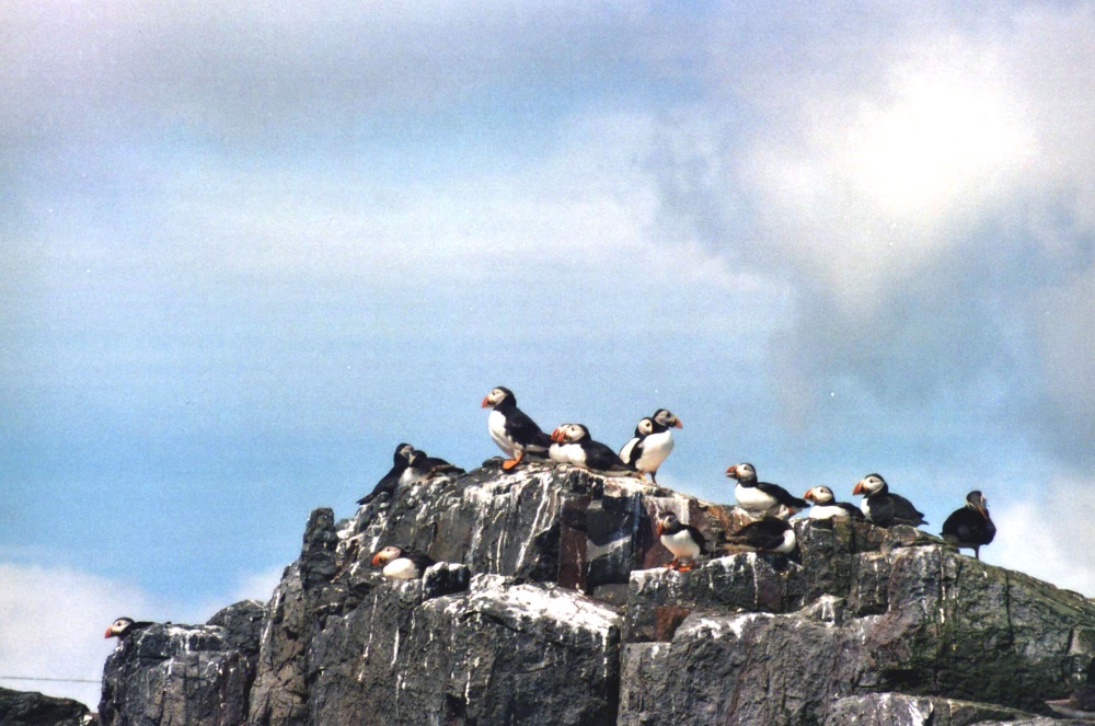 Puffins on Farne Island, Near Bamburgh, Northumberland