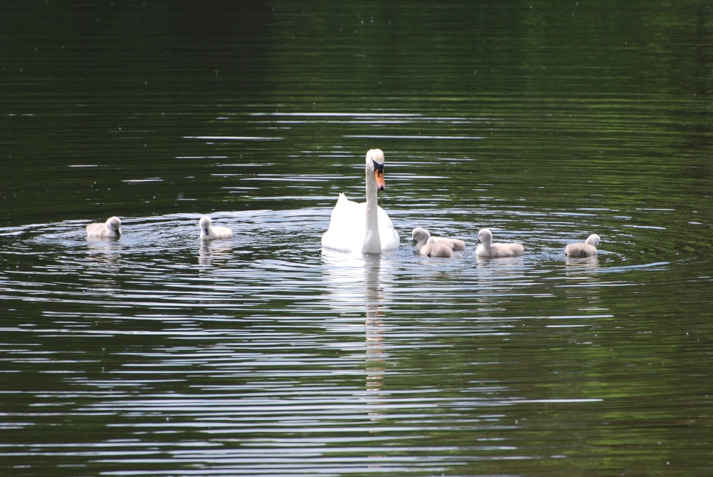 Family Outing photo by Jez Taylor