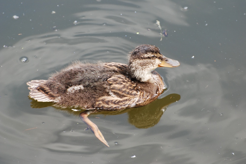 Mallard duckling photo by Jez Taylor
