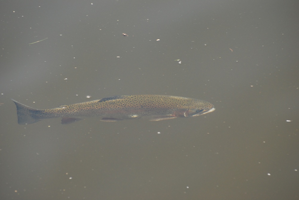 Trout photo by Jez Taylor
