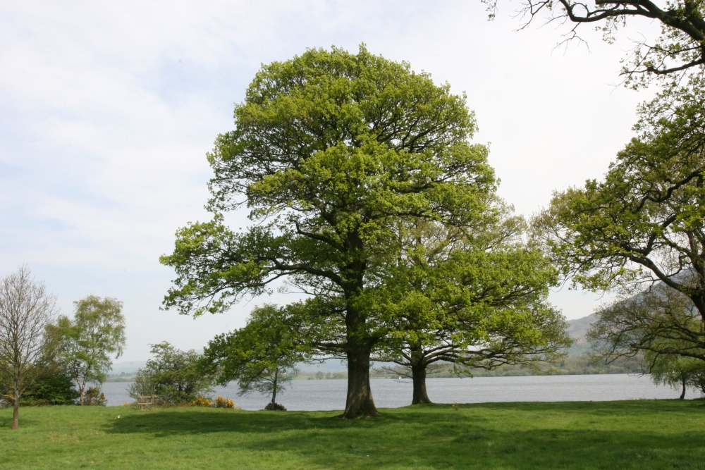 Oaks beside Bassenthwaite Lake