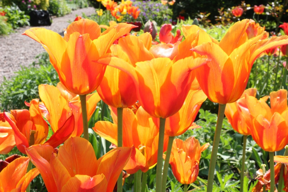 Tulips in the walled garden, Hutton-in-the-Forest