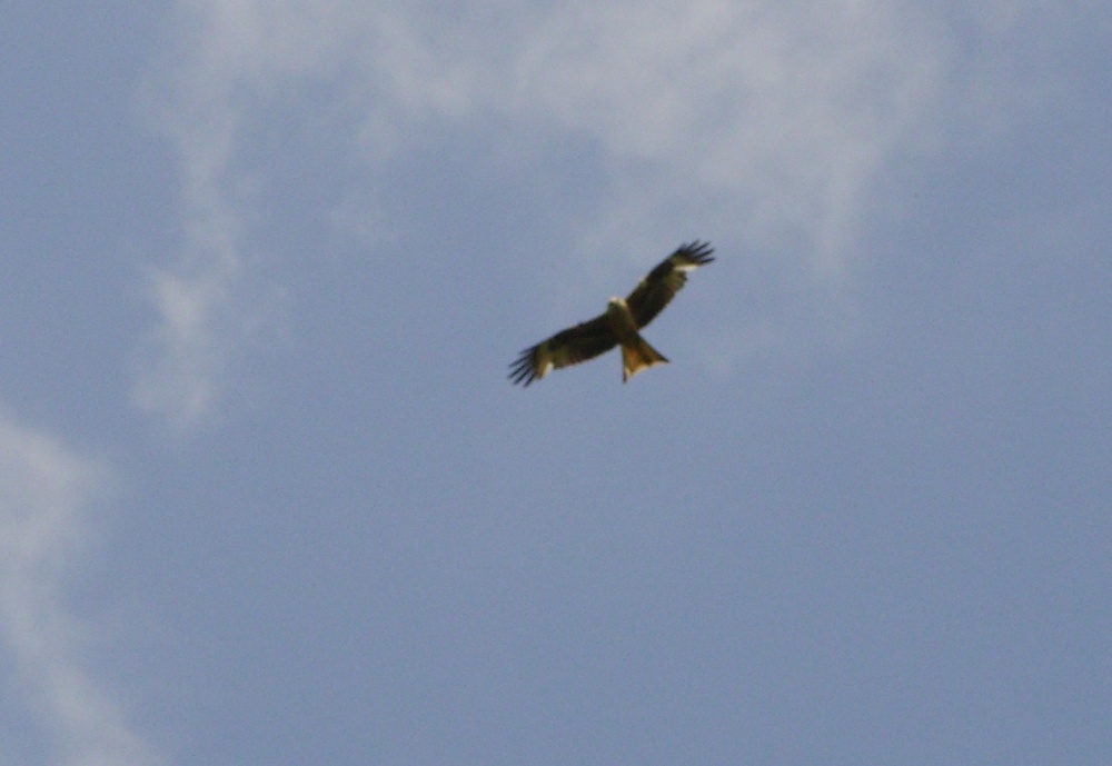 Wildlife, Fermyn Woods Country Park