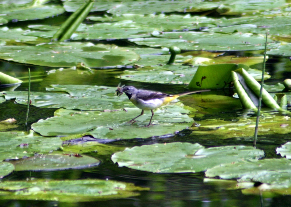 Grey Wagtail feeding on lily pads.