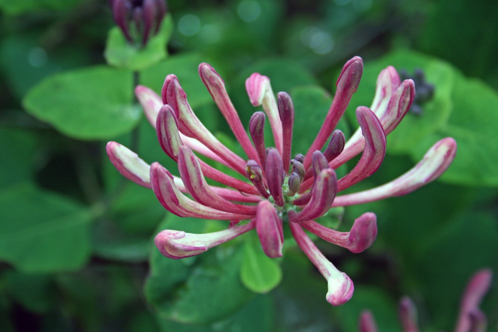 Honersuckle in Walled Garden