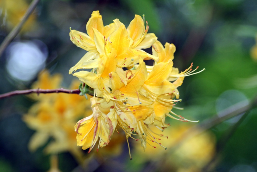 Honersuckle in Walled Garden at Wallington Hall.