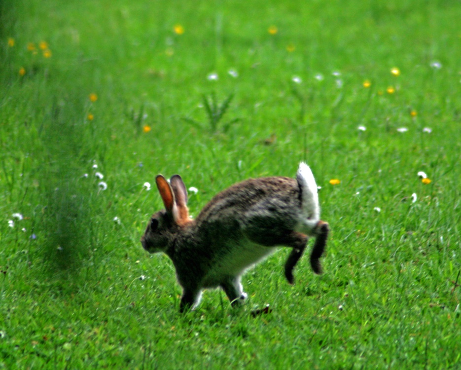 Rabbit in the field at wallington Hall.