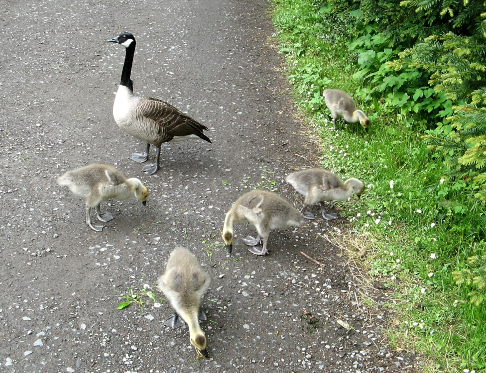 Canada Geese at Wallington Hall.