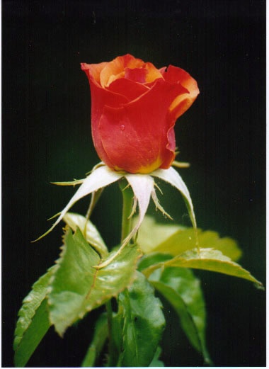 A Single Rosebud in a Gravesend Garden