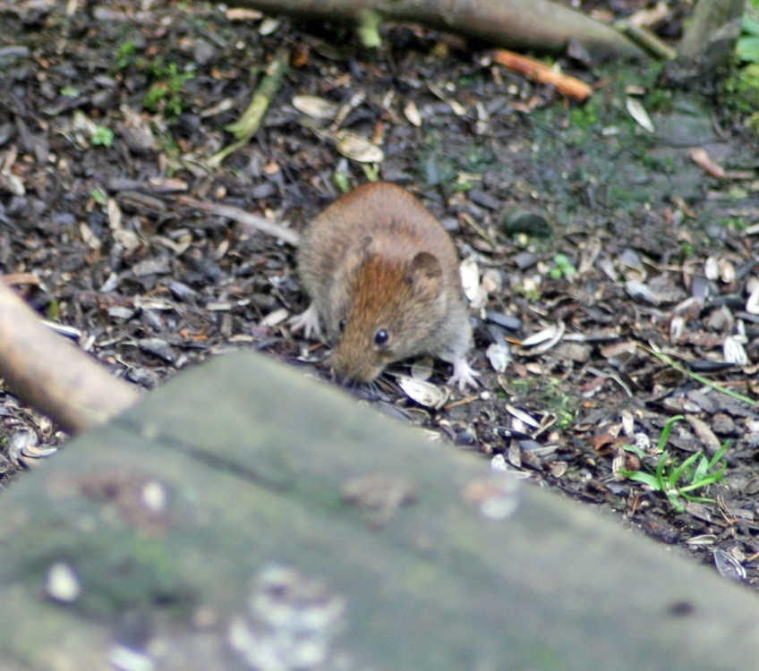 Bank Vole seen from the Nature Hide at Wallington Hall.