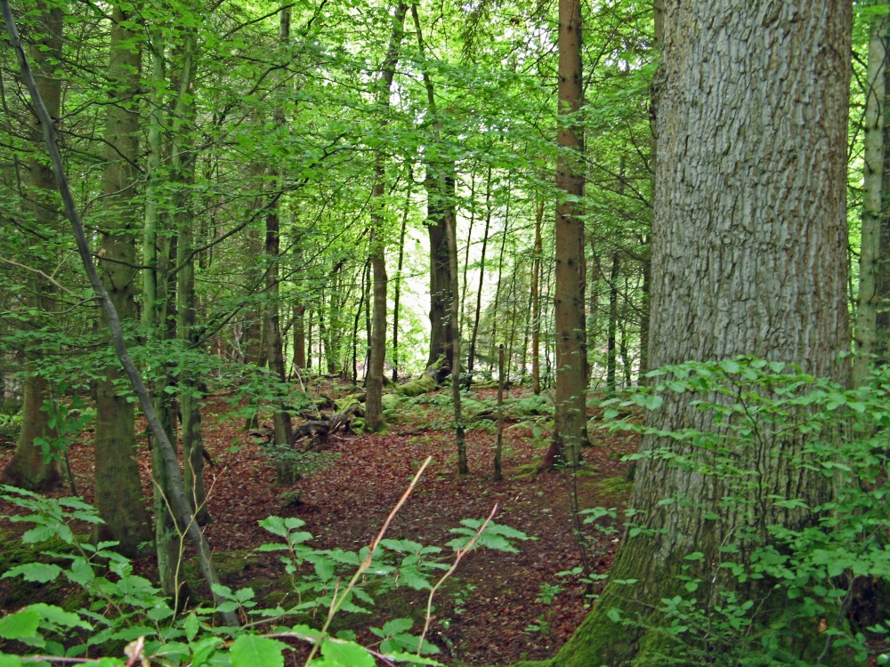Forrest Walk, Wallington Hall.