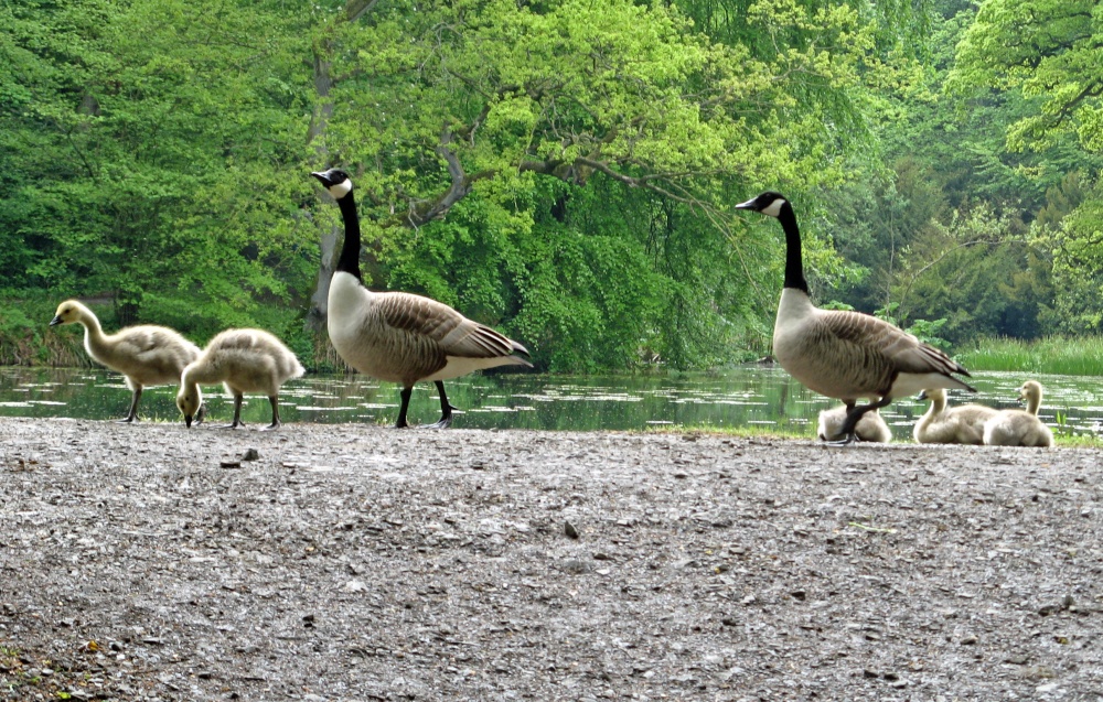 Canada Geese, Wallington Hall.