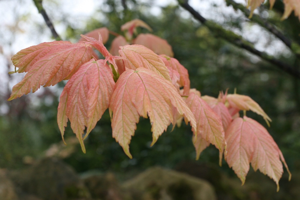 The arrival of Spring
