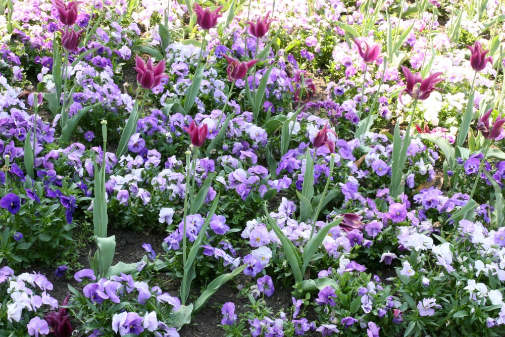 Garden bed, Abbey Gardens