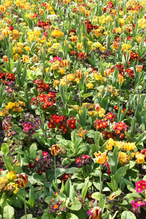 Bedding plants in the Abbey Gardens