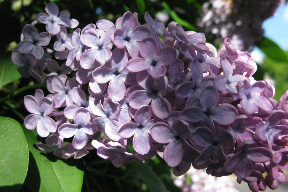 Photograph of Lilac