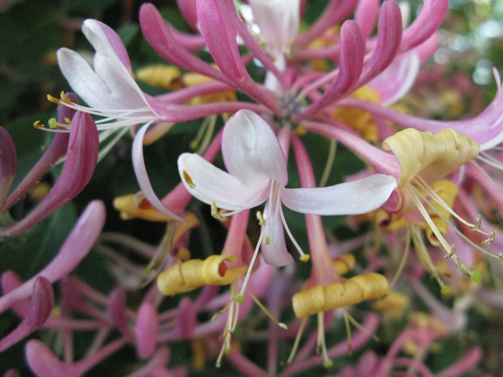 Honeysuckle