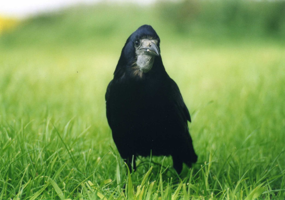 Photograph of A Rook Beside the A 303 Near West Knoyle