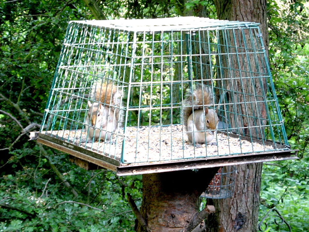 Grey Squirrel in bird feeder at Washington Wetland Centre.