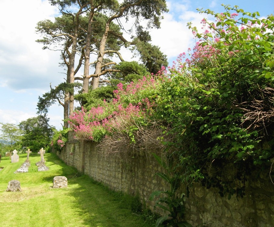 Photograph of Valerian on Wall of Churchyard, St. Nicholas Church, Silton