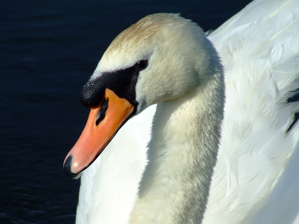 Mute swan