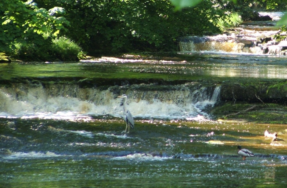 Heron at West Burton falls, Yorkshire Dales