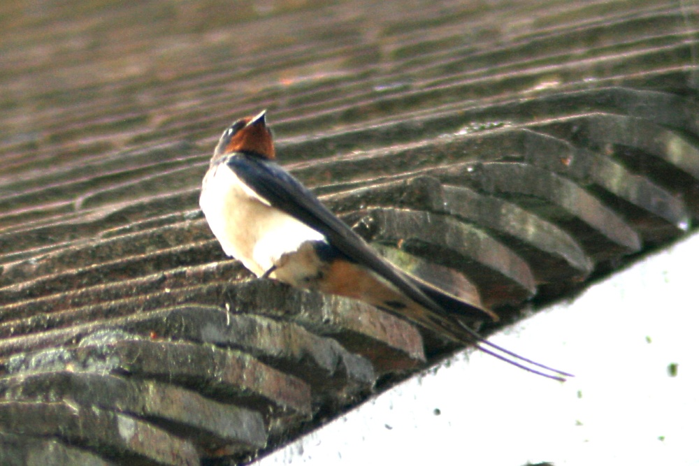 Swallow at Cragside Estate, nr Rotherbury, Northumberland.