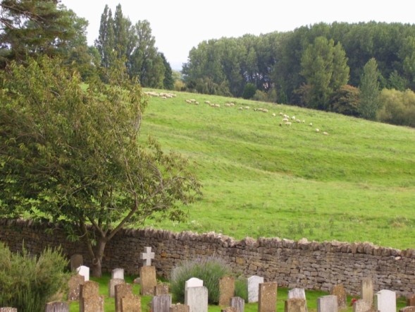 St. James churchyard; grazing sheep