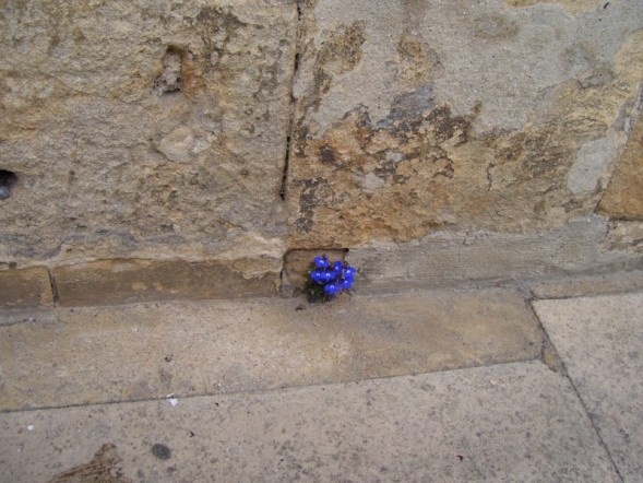 Wee flowers & Cotswold stone