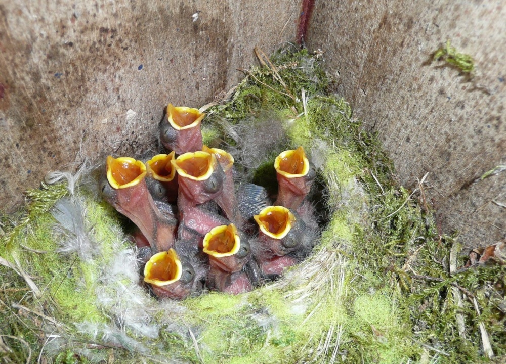 Photograph of Blue Tits