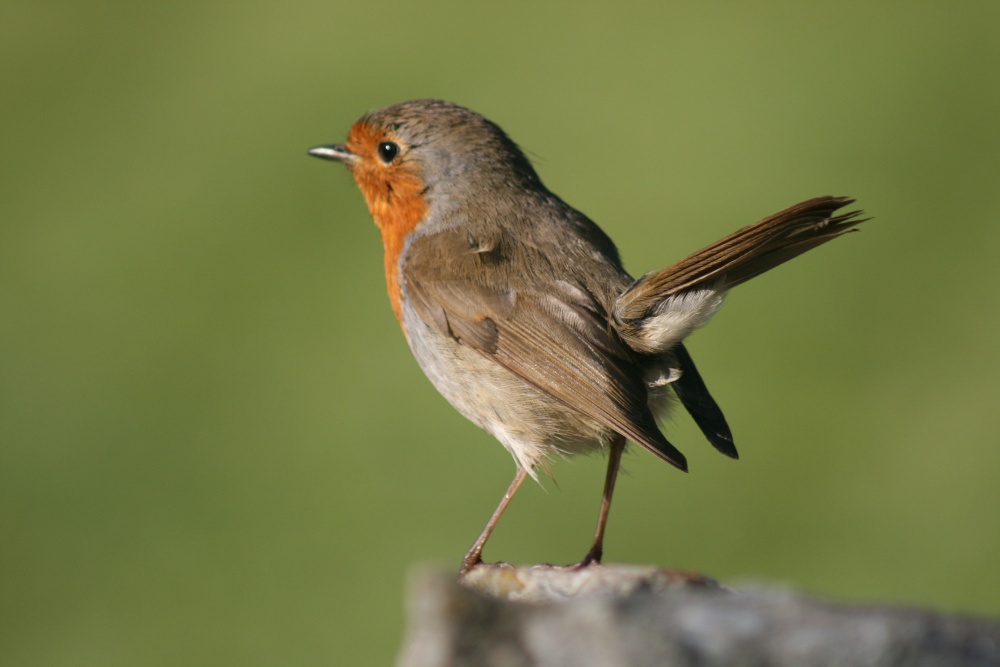 Photograph of Perky little Robin