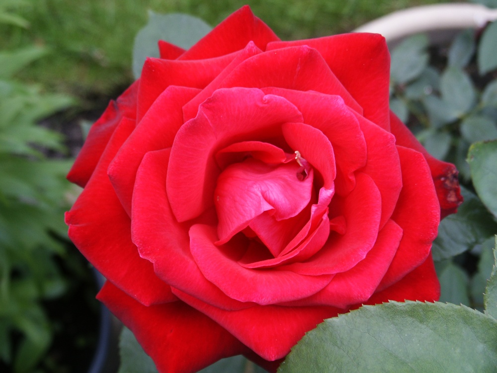 Rose. 'Ruby Wedding' as seen in my garden