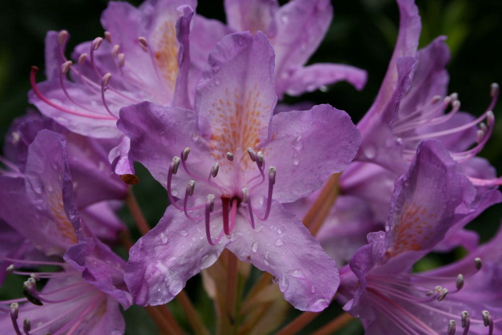 Photograph of A riot of colour
