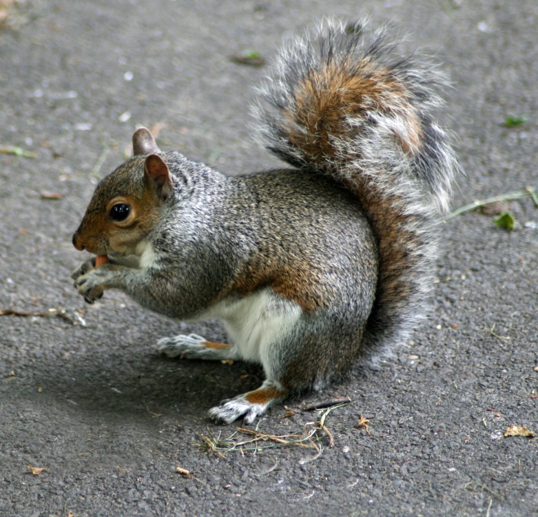 Grey Squirrel in Saltwell Park