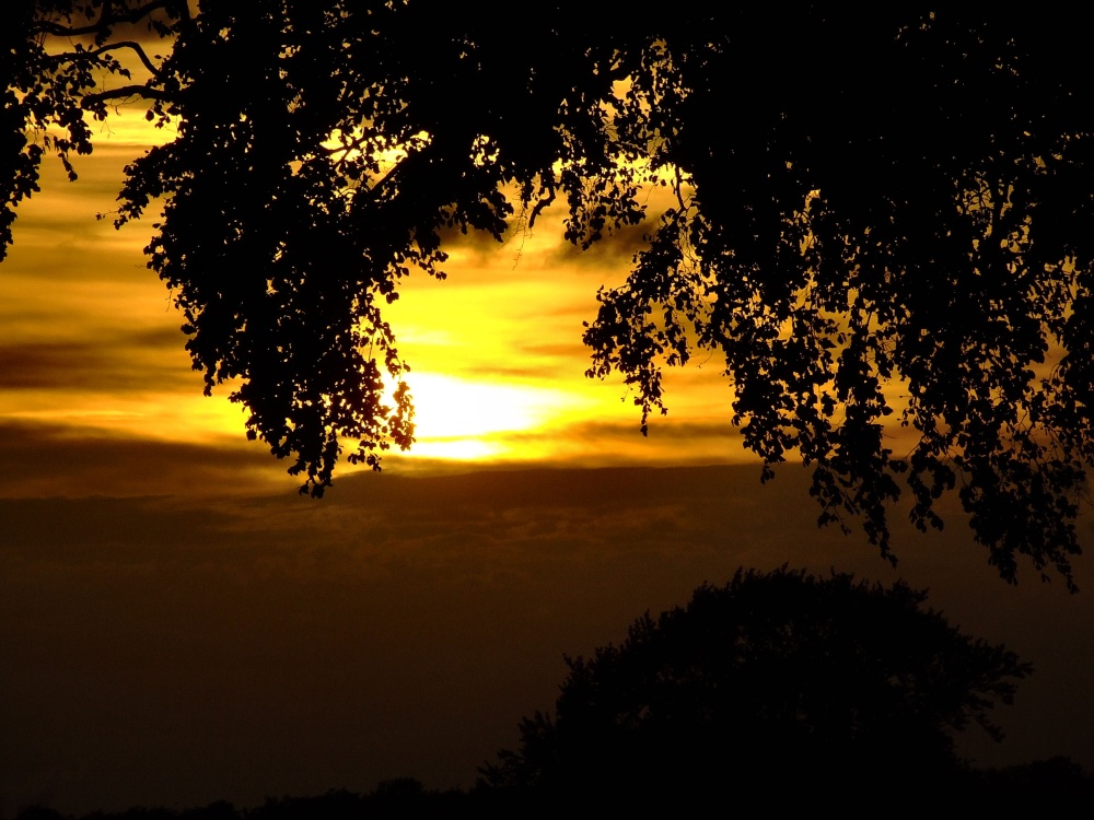 Sunset through the branches