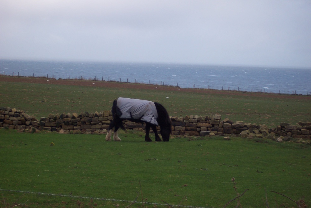 Grazing on a North Sea Bluff