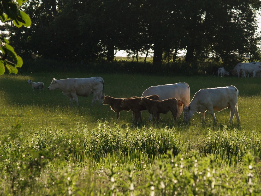 Cattle in the grounds of Claydon House, Middle Claydon, Bucks.