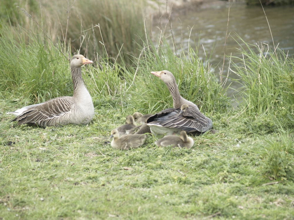 Greylag Geese and Babies