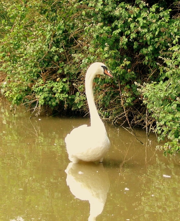 Beauty on the Grand Union Canal