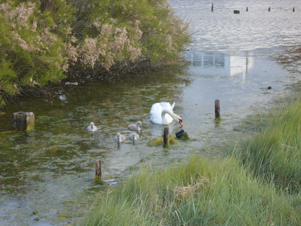 Photograph of Swan and her