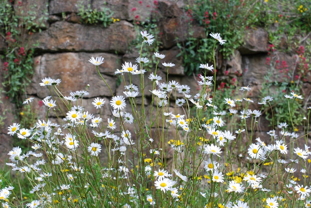 Photograph of Daisies