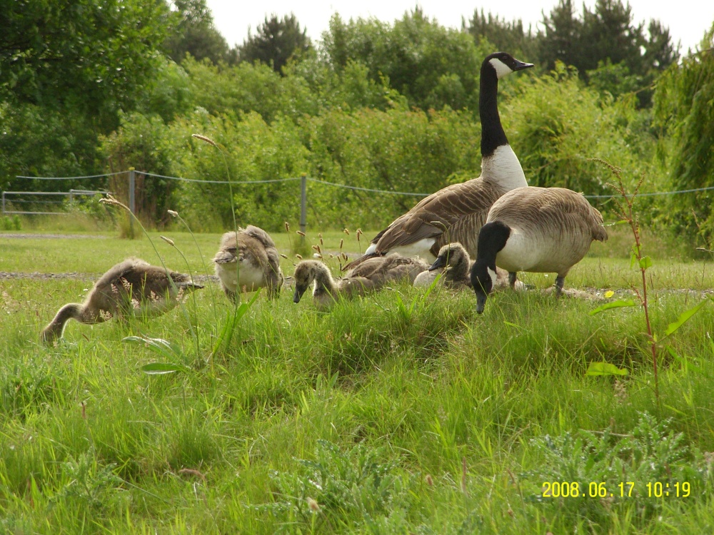 Canadian Geese and family