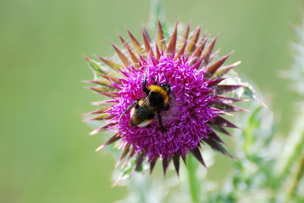 Photograph of Bumble Bee on a thistle