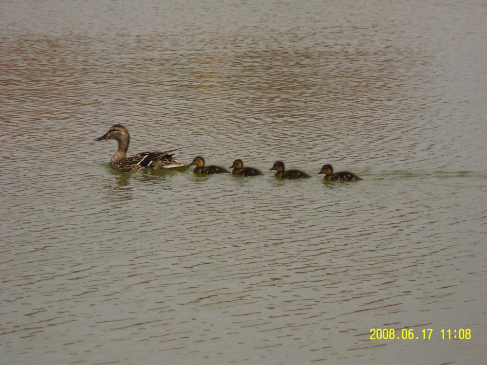 On the fishing lakes