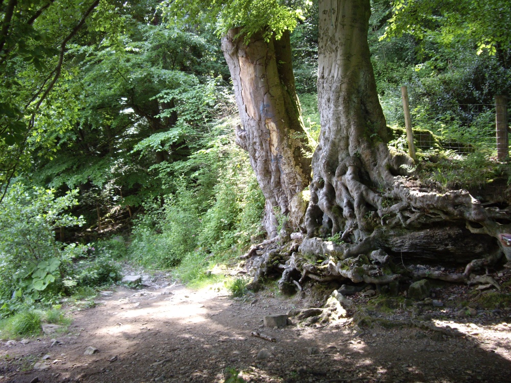 Beech Roots