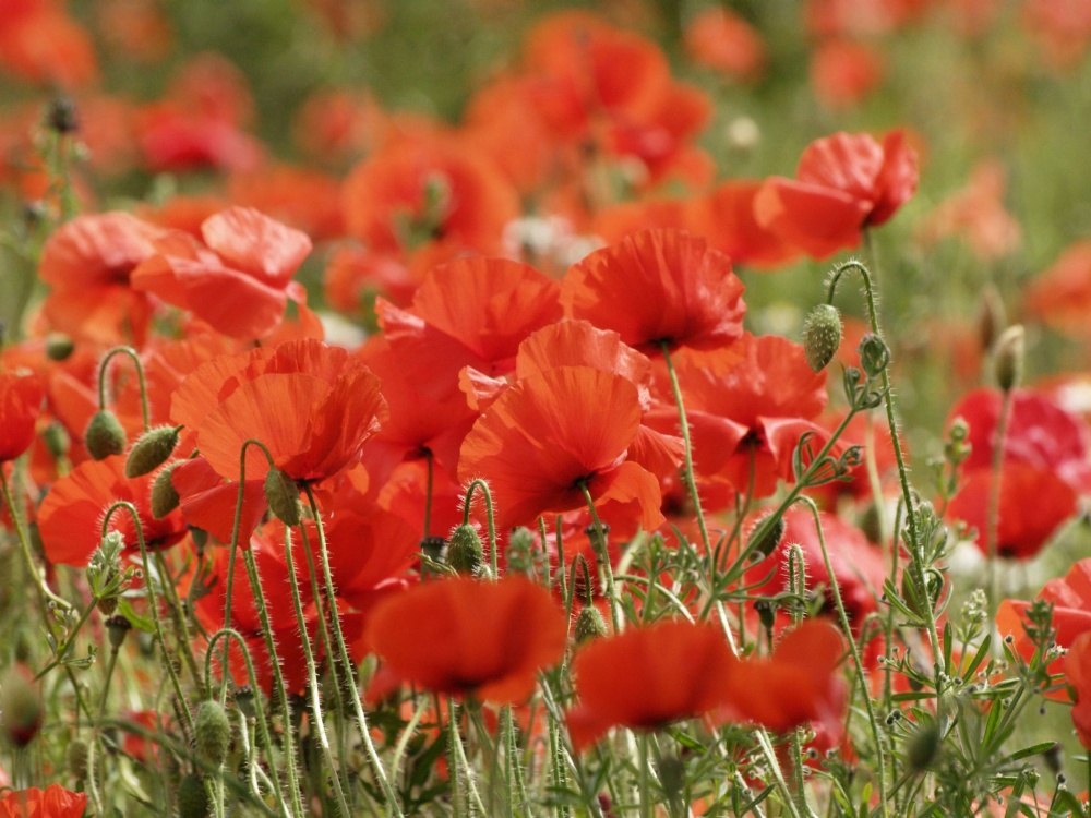 Poppies in a field, Abbots Langley, near Watford, Herts.